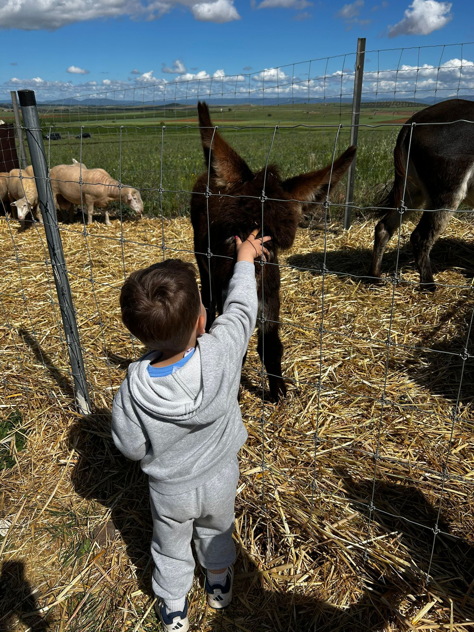 Niño saludando al burro